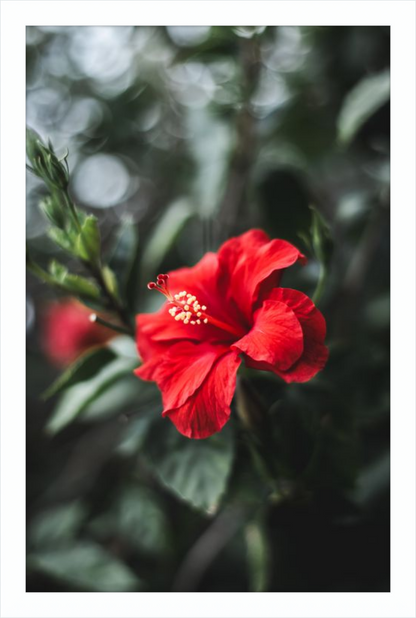 Hibiscus Bokeh