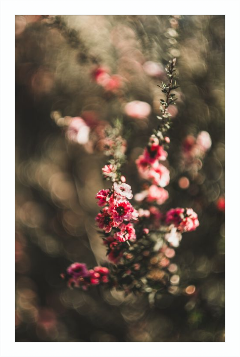 Manuka With a Vintage Lens