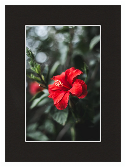 Hibiscus Bokeh