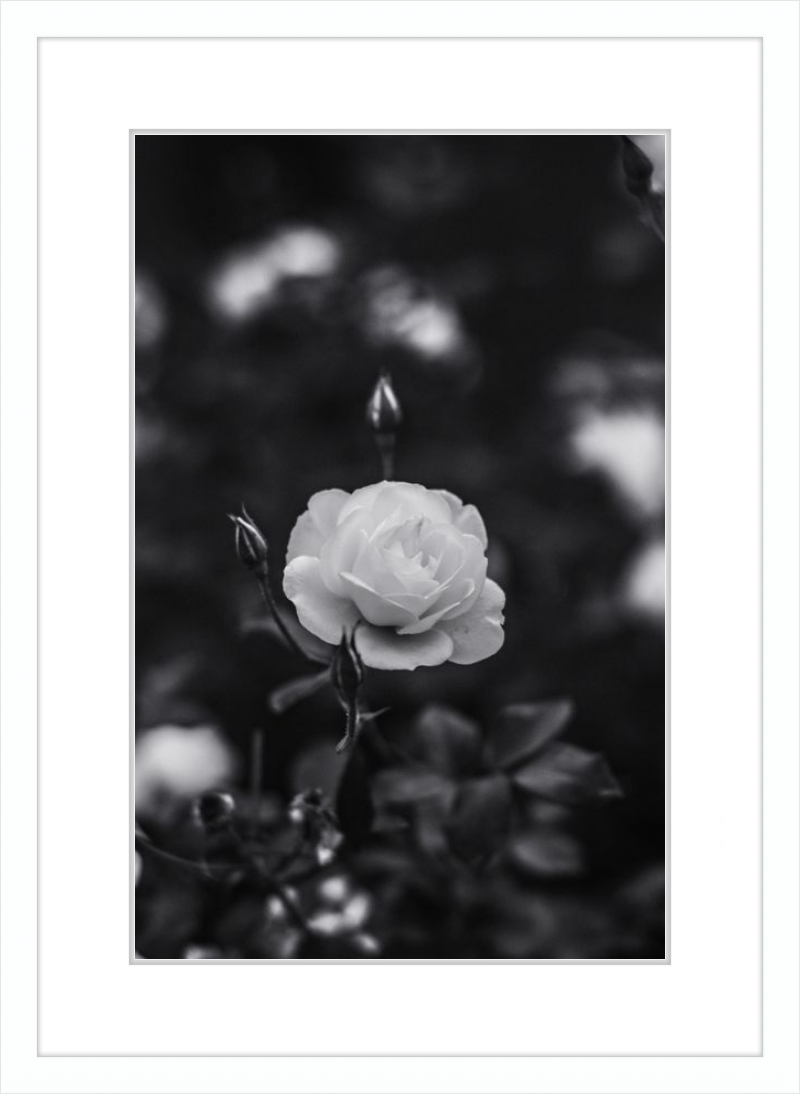 A Final Rose in Black and White