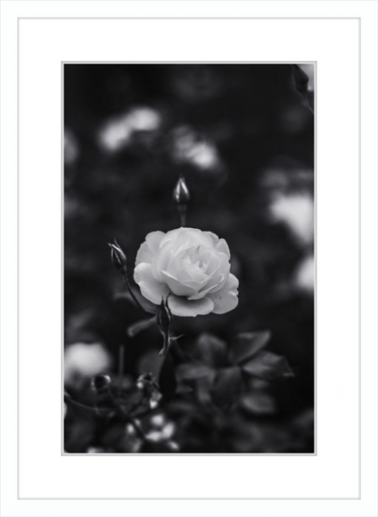 A Final Rose in Black and White