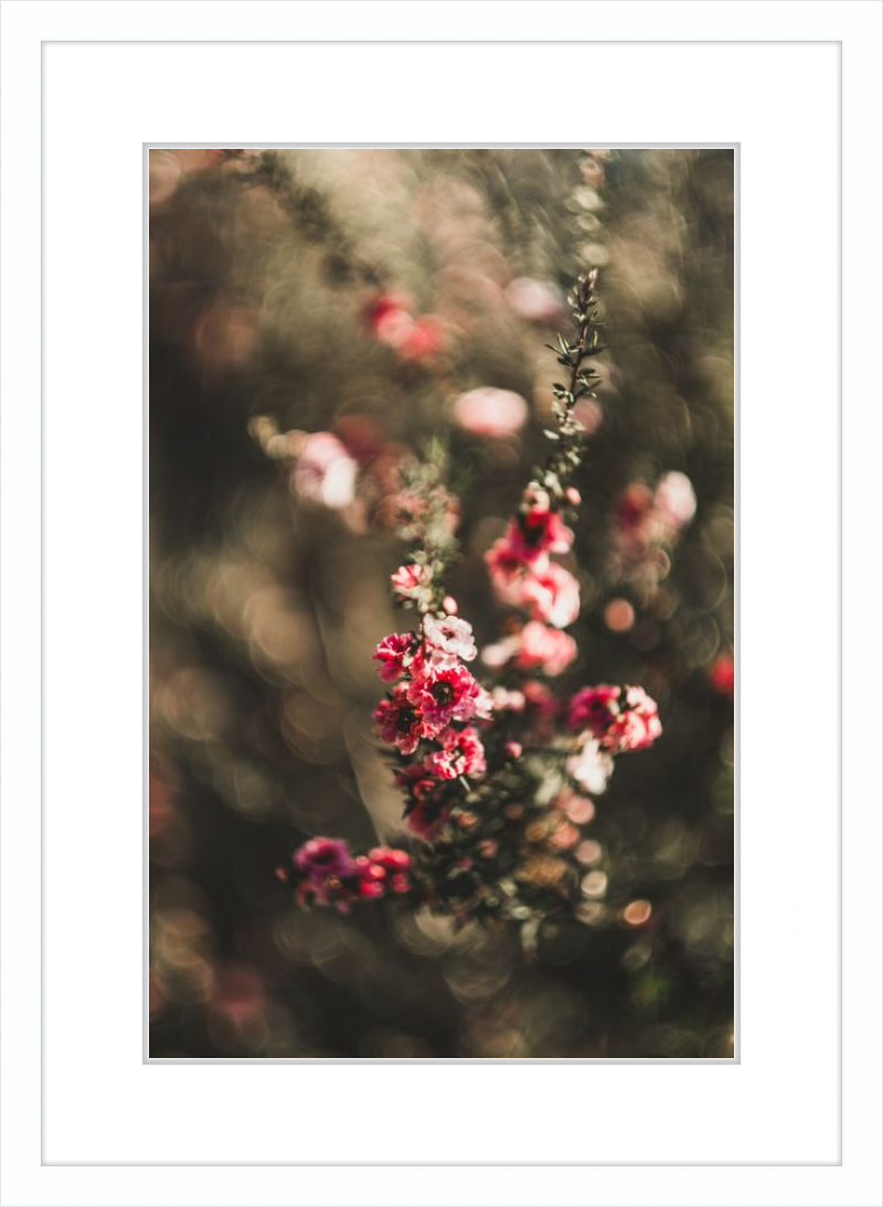 Manuka With a Vintage Lens