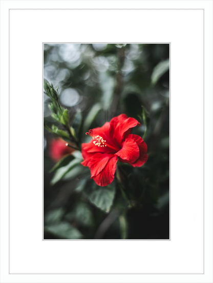 Hibiscus Bokeh