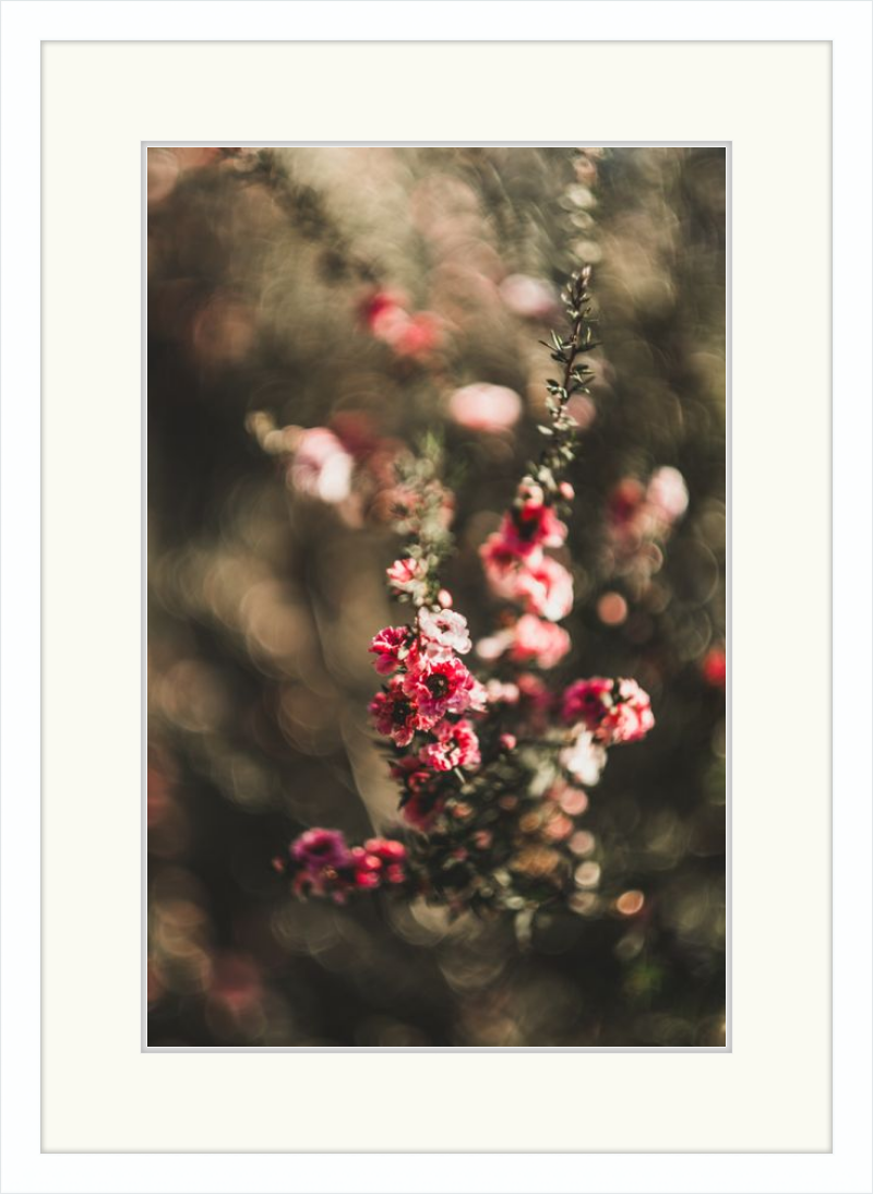 Manuka With a Vintage Lens