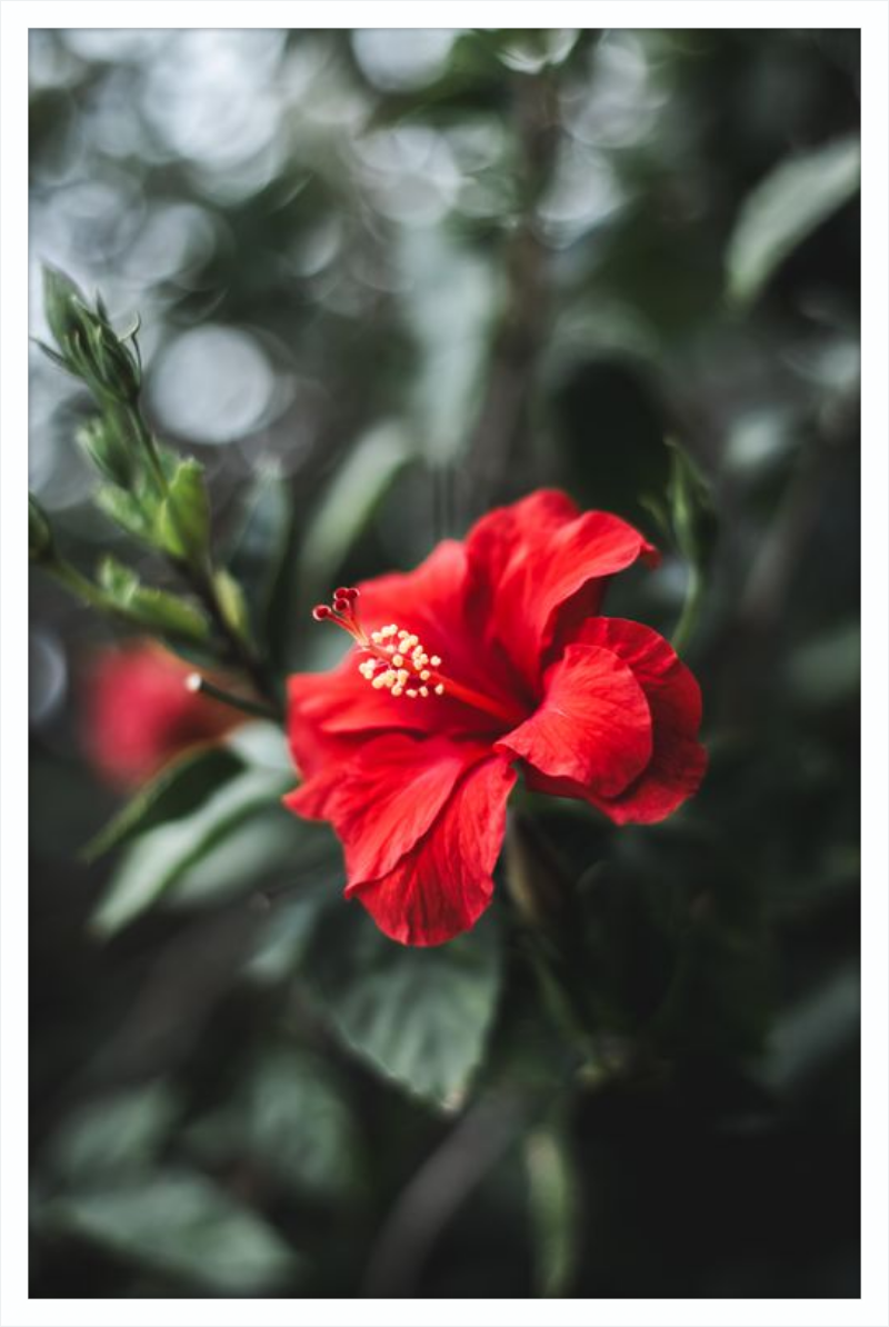 Hibiscus Bokeh