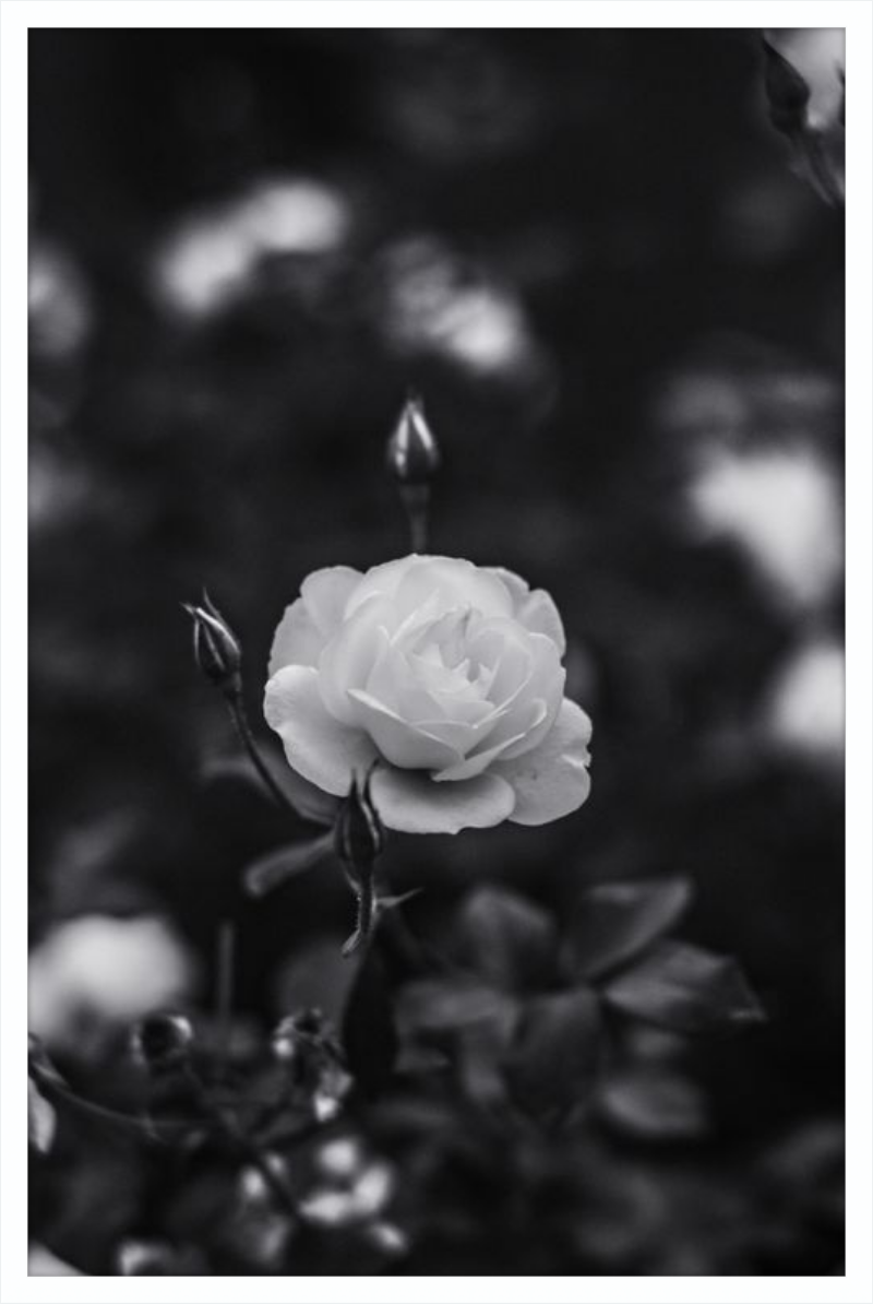 A Final Rose in Black and White