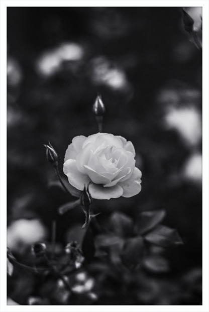 A Final Rose in Black and White