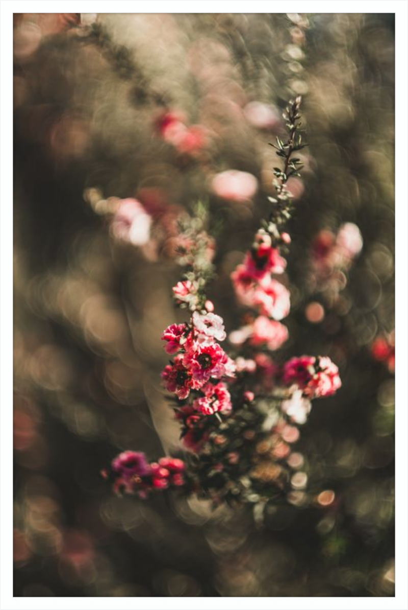 Manuka With a Vintage Lens