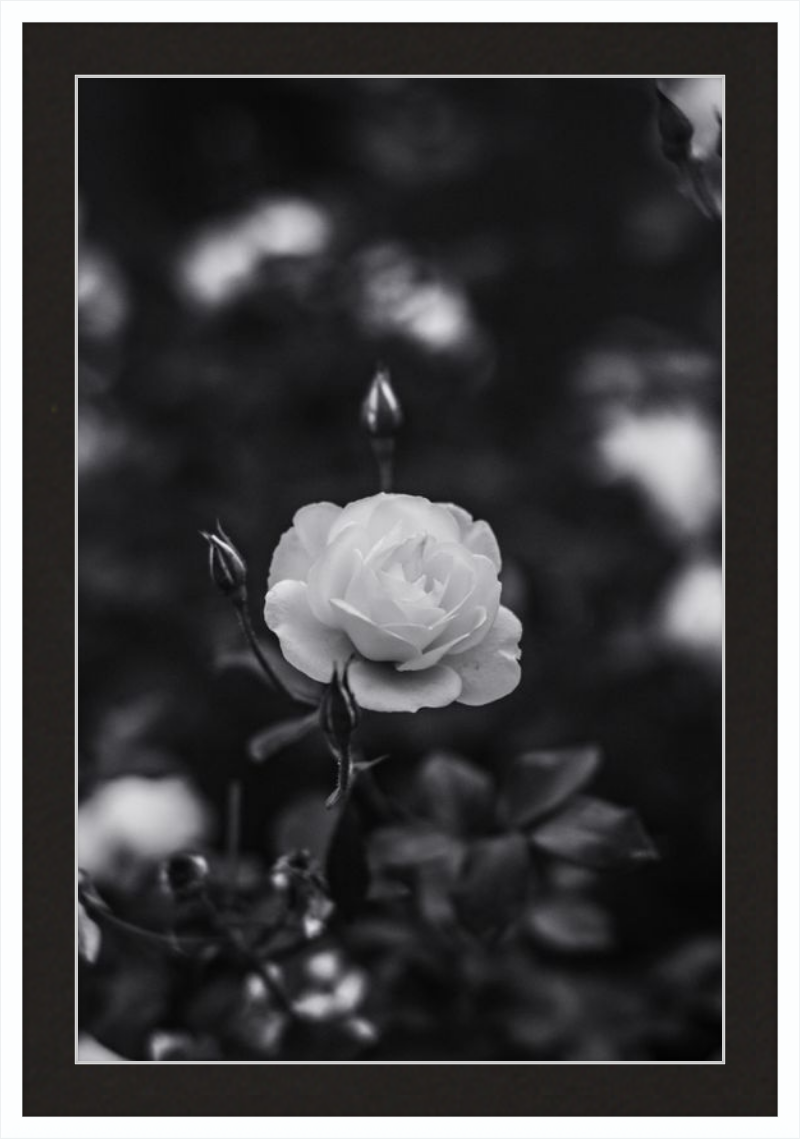 A Final Rose in Black and White