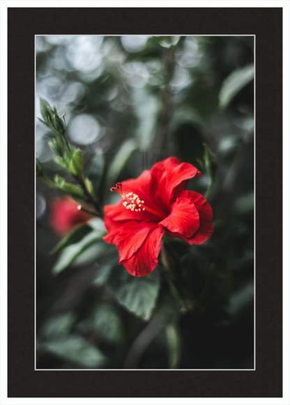 Hibiscus Bokeh