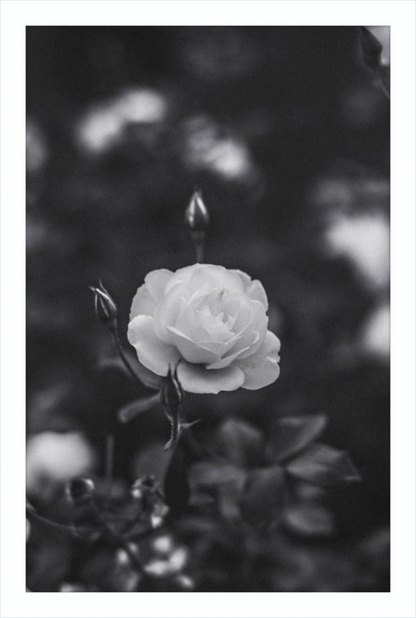 A Final Rose in Black and White