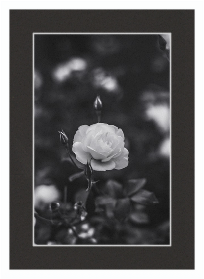 A Final Rose in Black and White