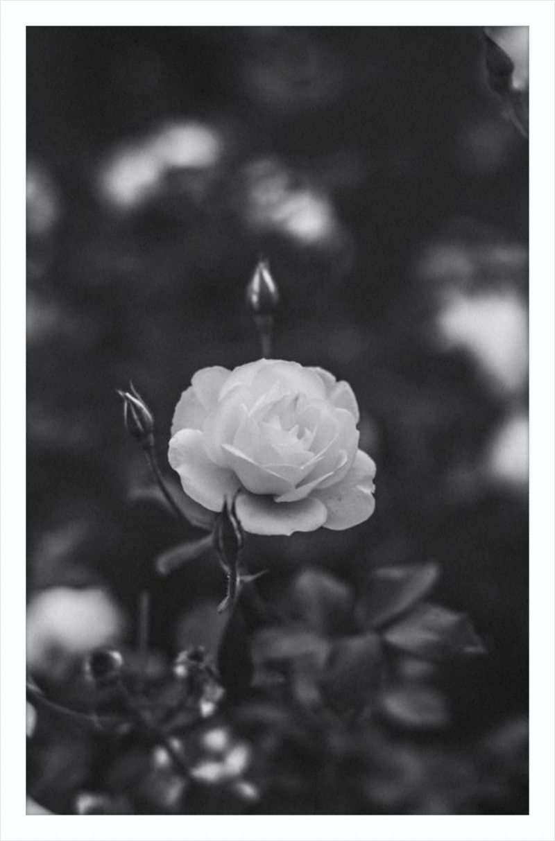 A Final Rose in Black and White