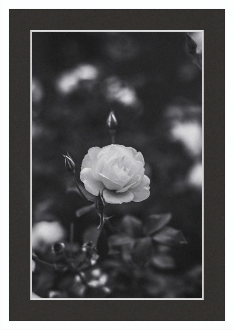 A Final Rose in Black and White