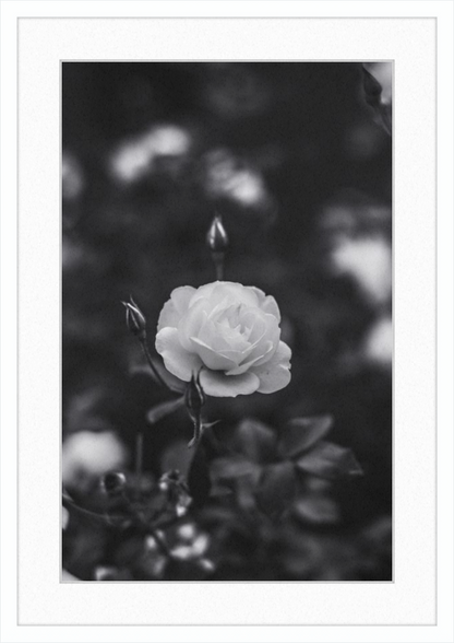 A Final Rose in Black and White