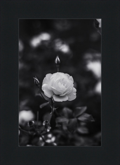 A Final Rose in Black and White