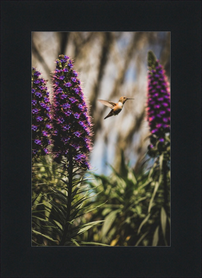 Hummingbird in the Secret Garden