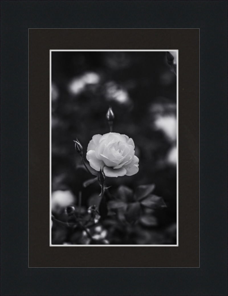 A Final Rose in Black and White