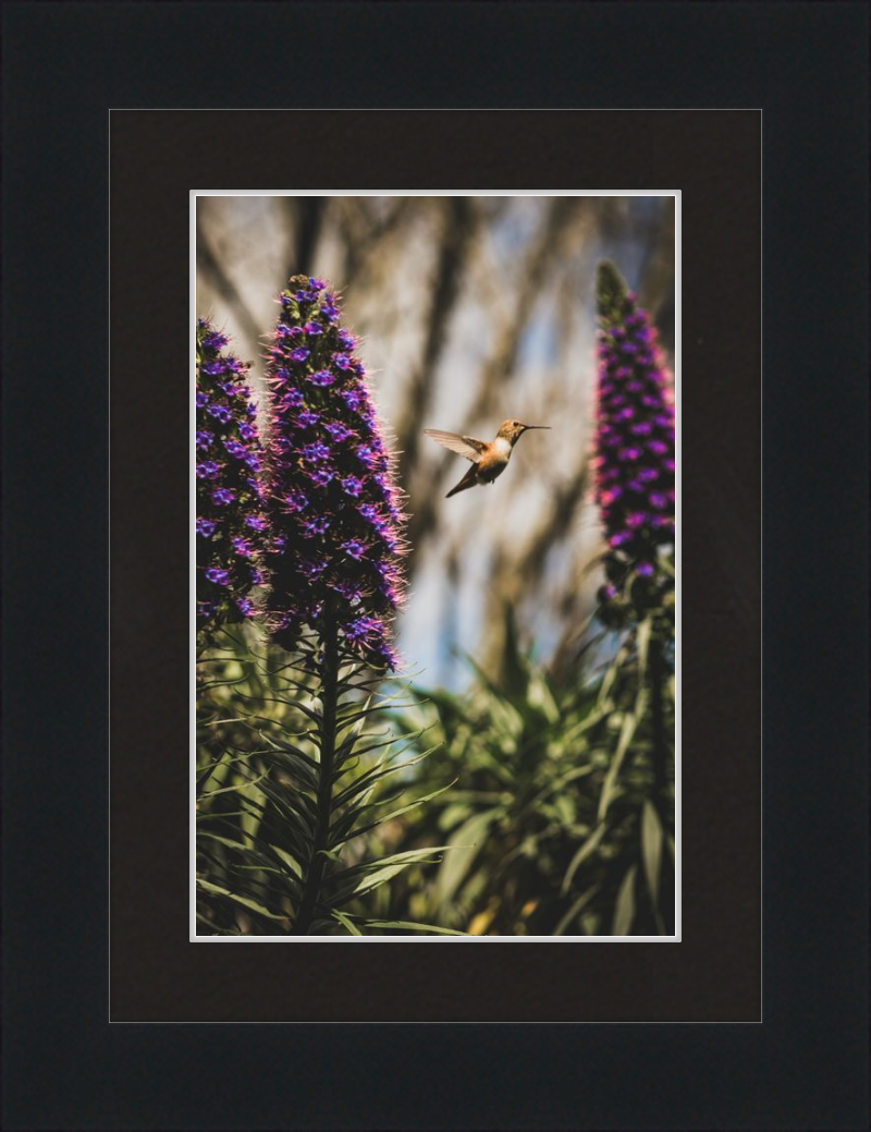 Hummingbird in the Secret Garden