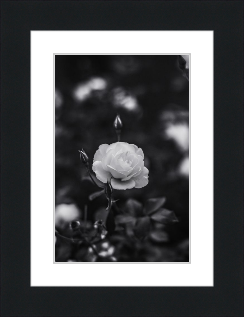 A Final Rose in Black and White