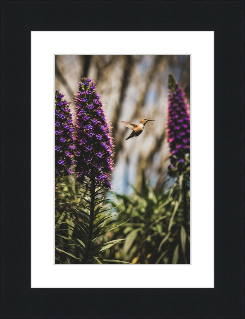 Hummingbird in the Secret Garden