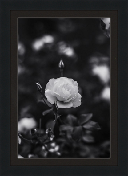 A Final Rose in Black and White