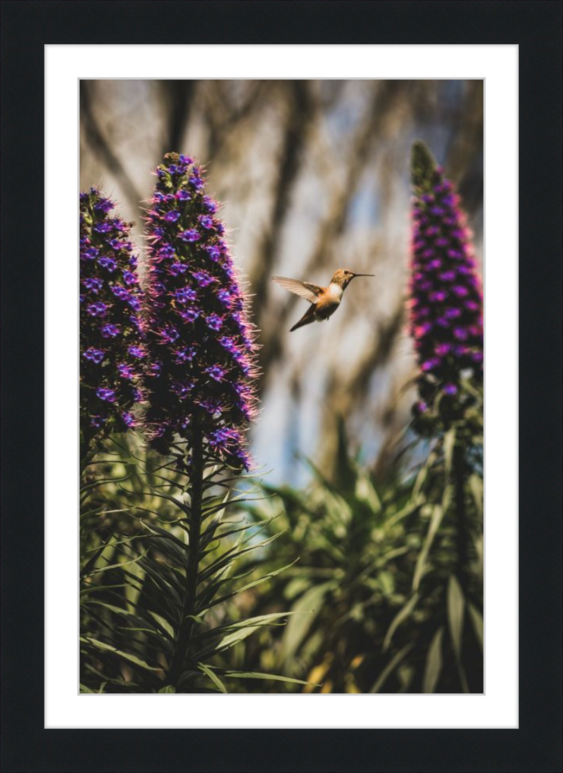 Hummingbird in the Secret Garden