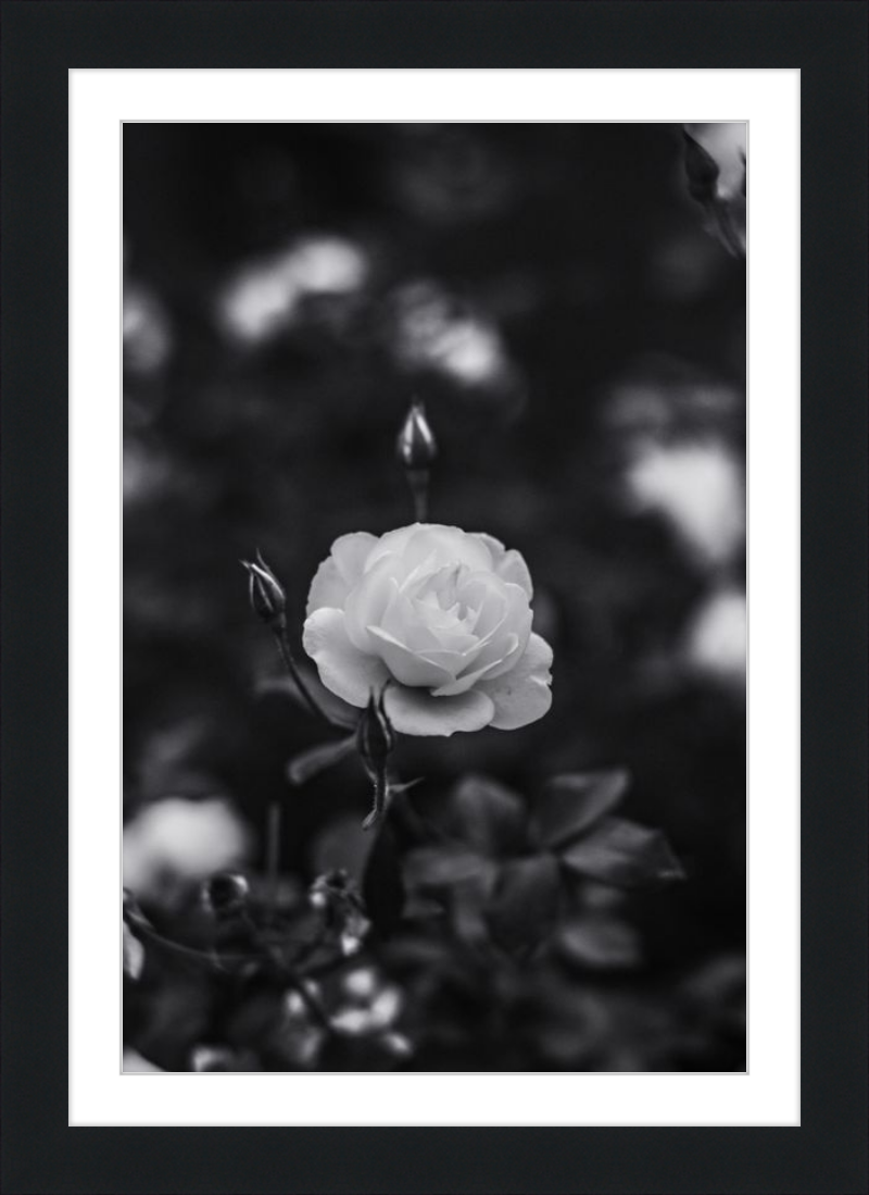 A Final Rose in Black and White