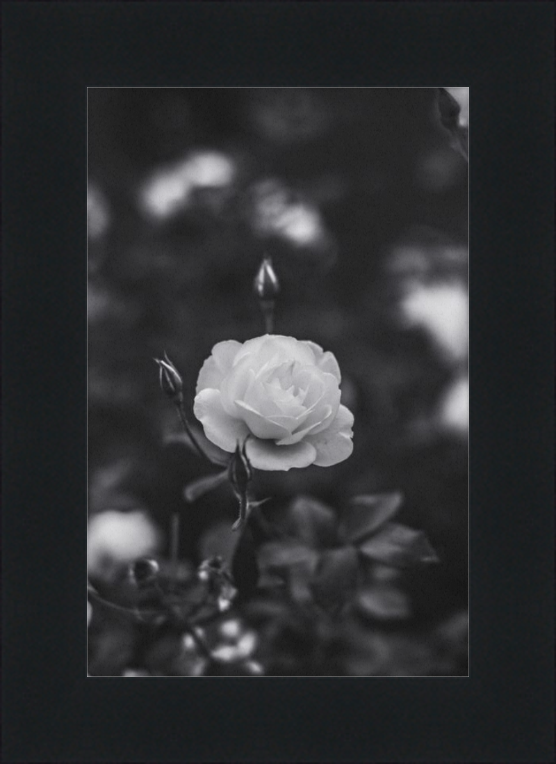 A Final Rose in Black and White