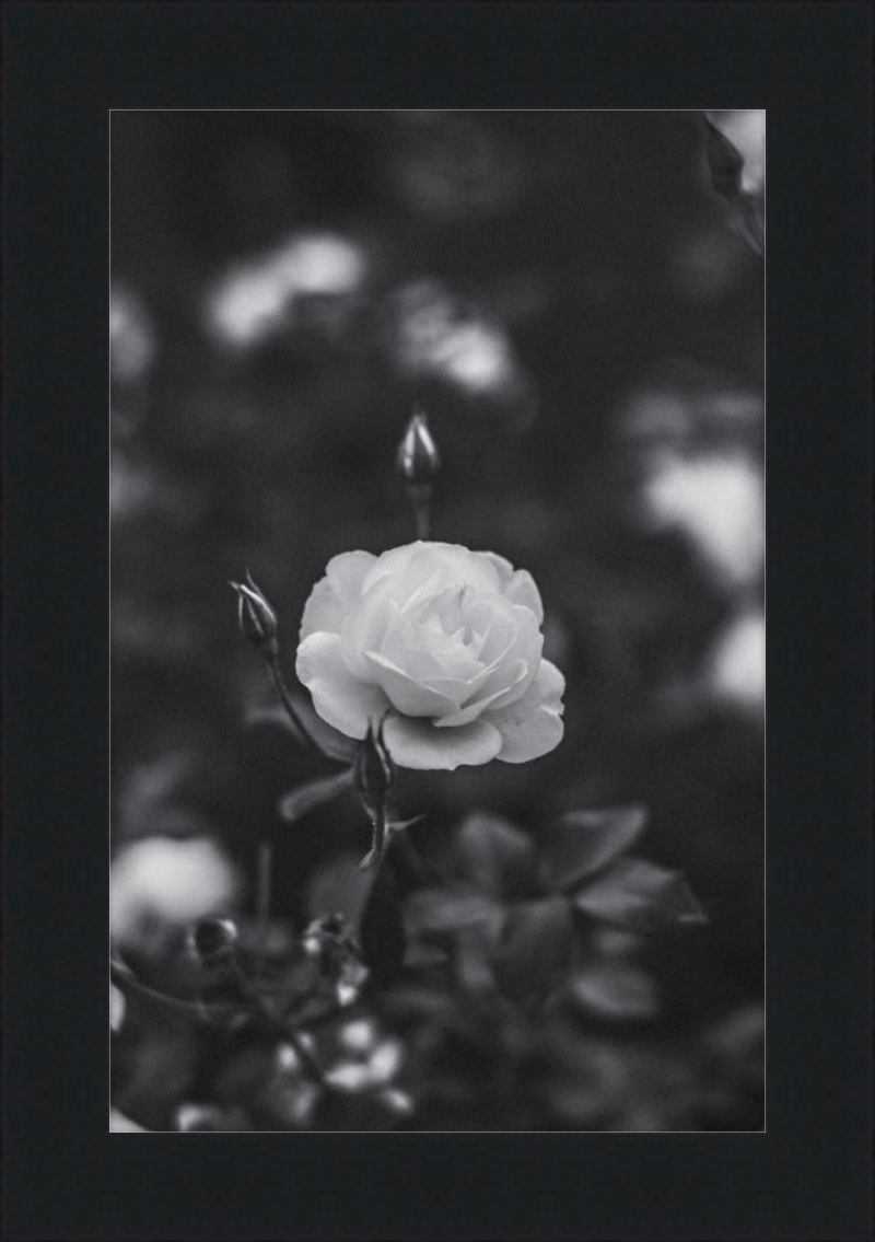 A Final Rose in Black and White