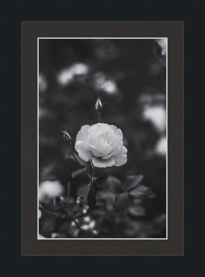 A Final Rose in Black and White