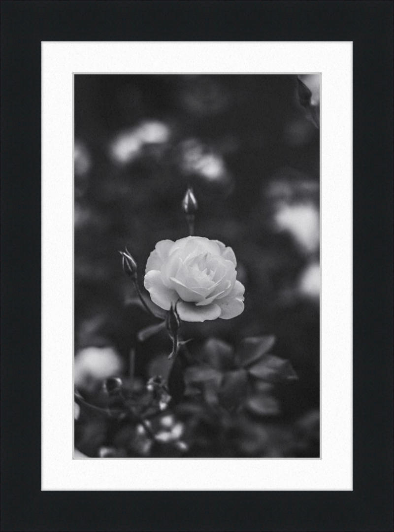 A Final Rose in Black and White