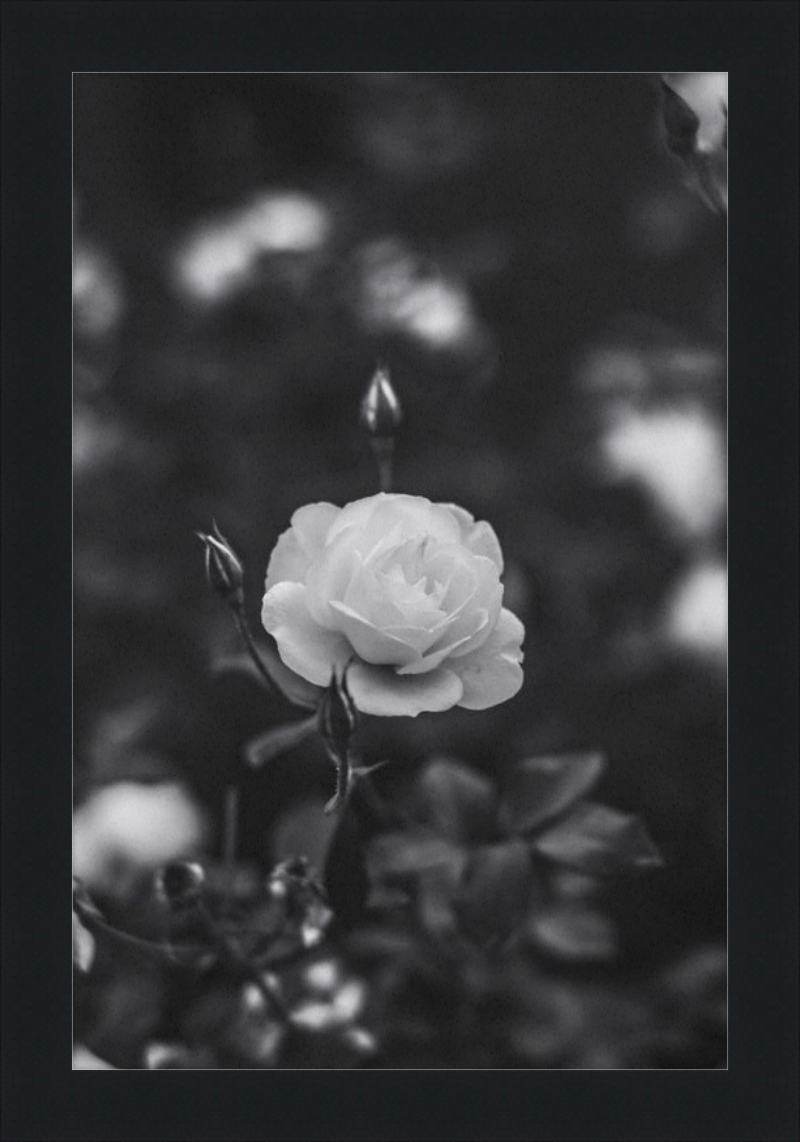 A Final Rose in Black and White