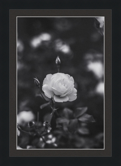 A Final Rose in Black and White