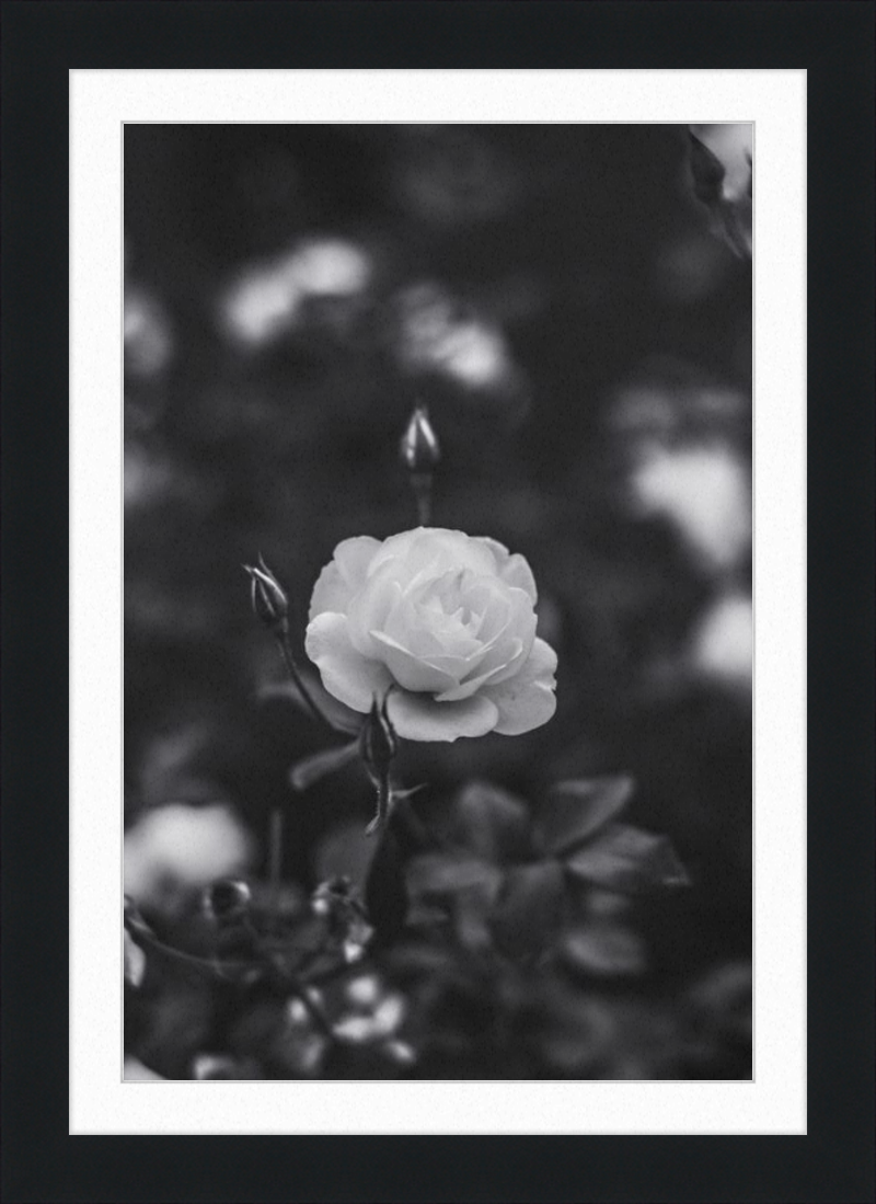 A Final Rose in Black and White