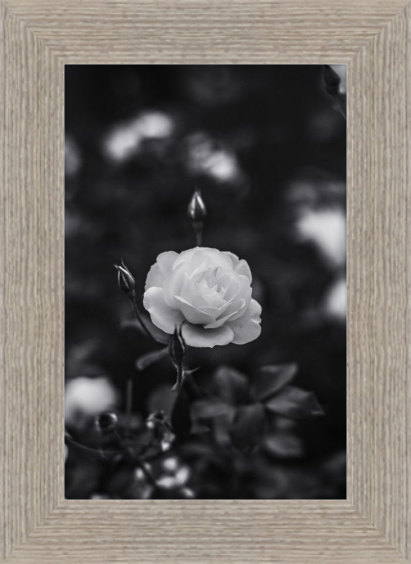 A Final Rose in Black and White