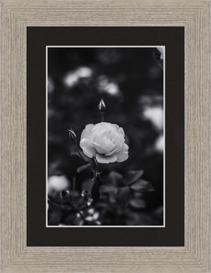 A Final Rose in Black and White