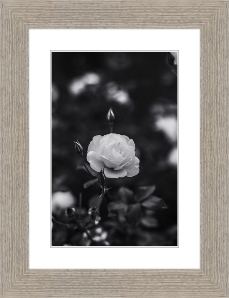 A Final Rose in Black and White