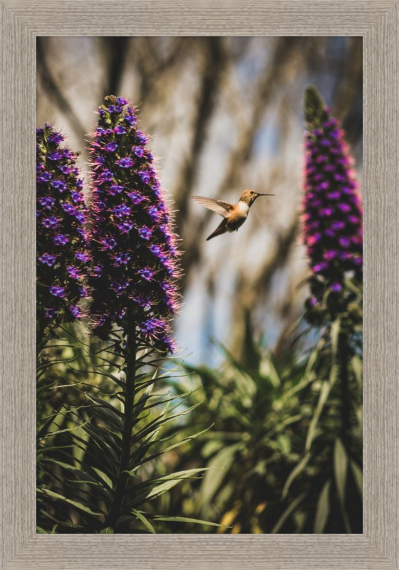 Hummingbird in the Secret Garden