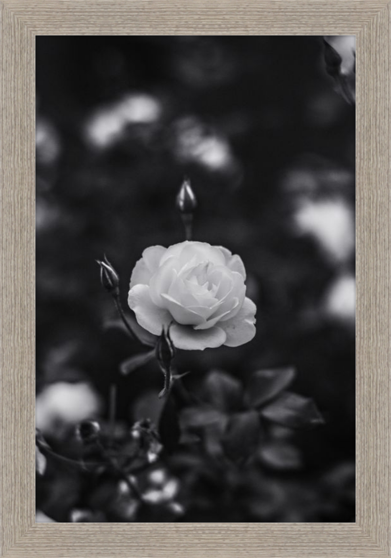 A Final Rose in Black and White