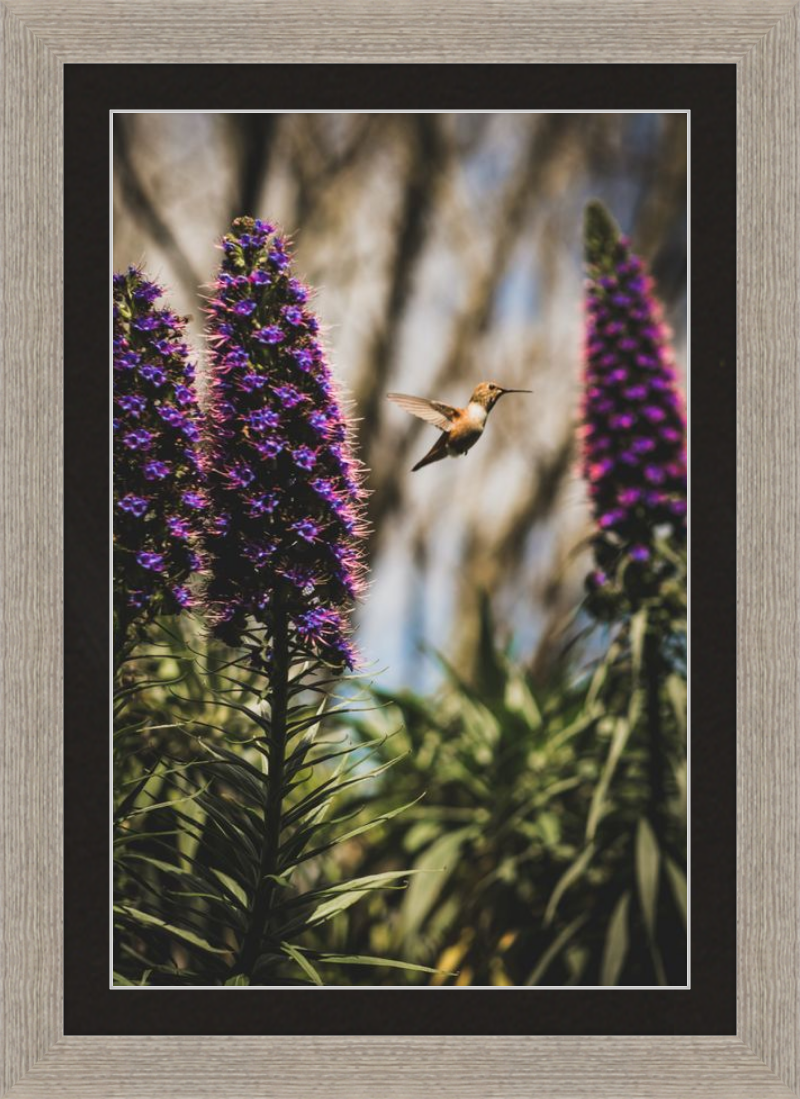 Hummingbird in the Secret Garden