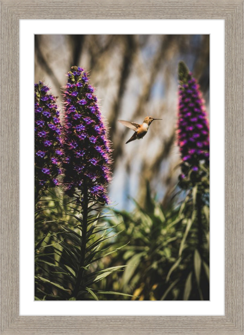 Hummingbird in the Secret Garden