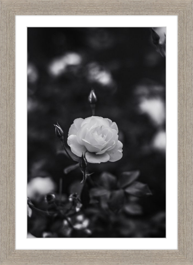 A Final Rose in Black and White