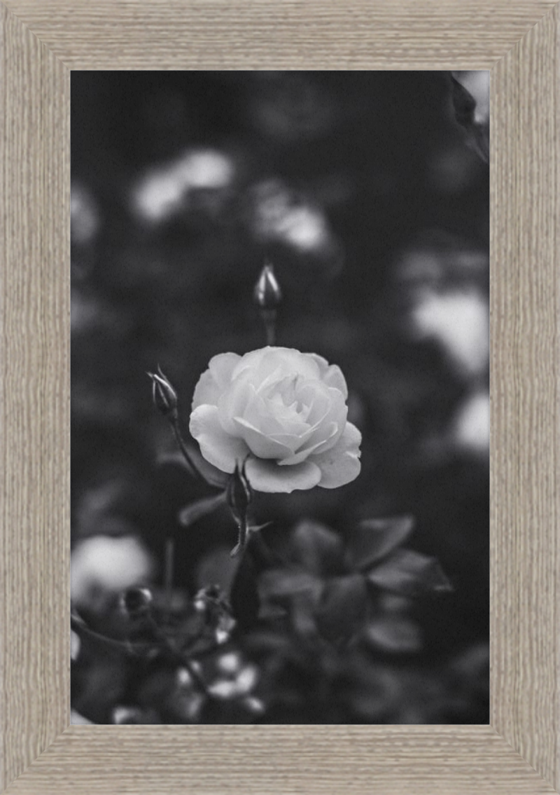 A Final Rose in Black and White