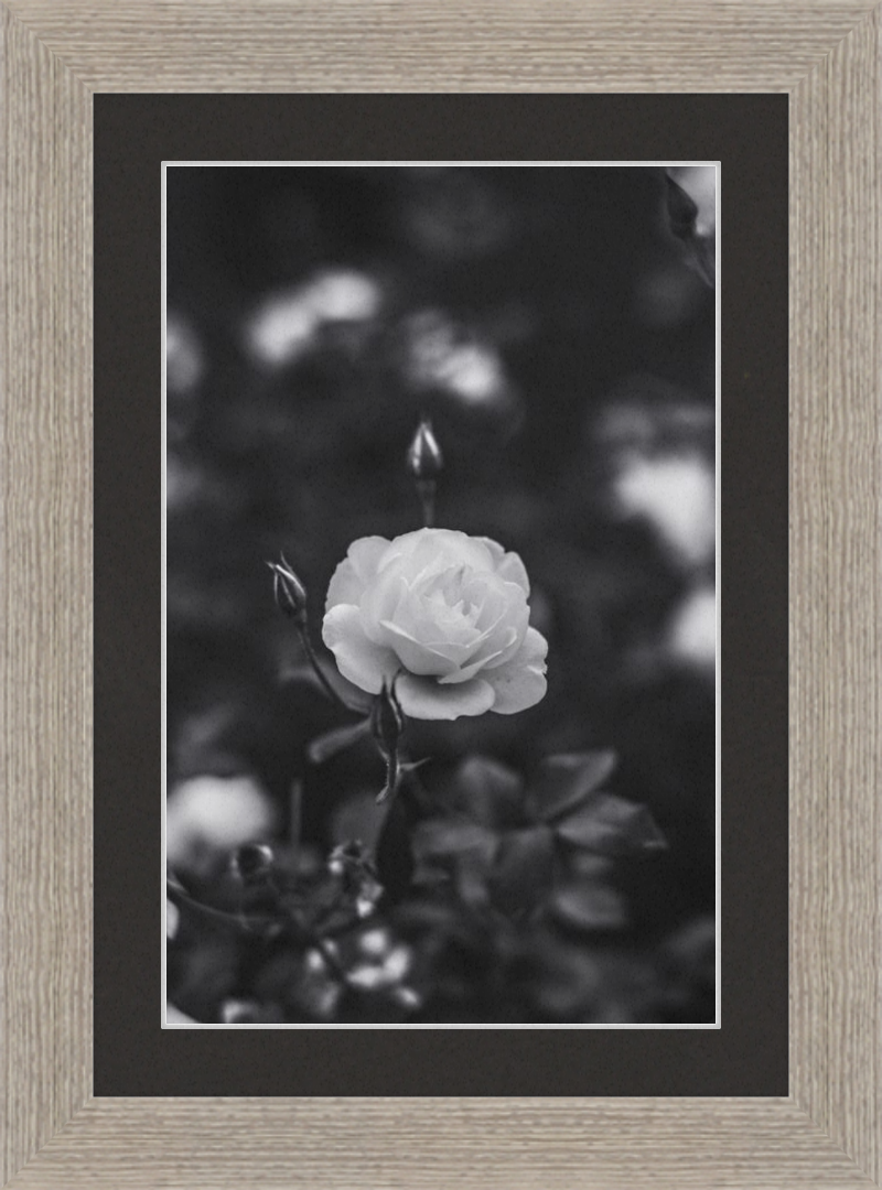 A Final Rose in Black and White