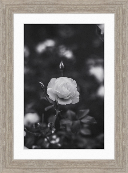 A Final Rose in Black and White