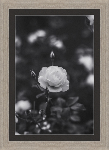 A Final Rose in Black and White