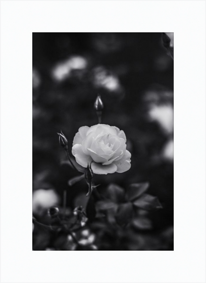 A Final Rose in Black and White