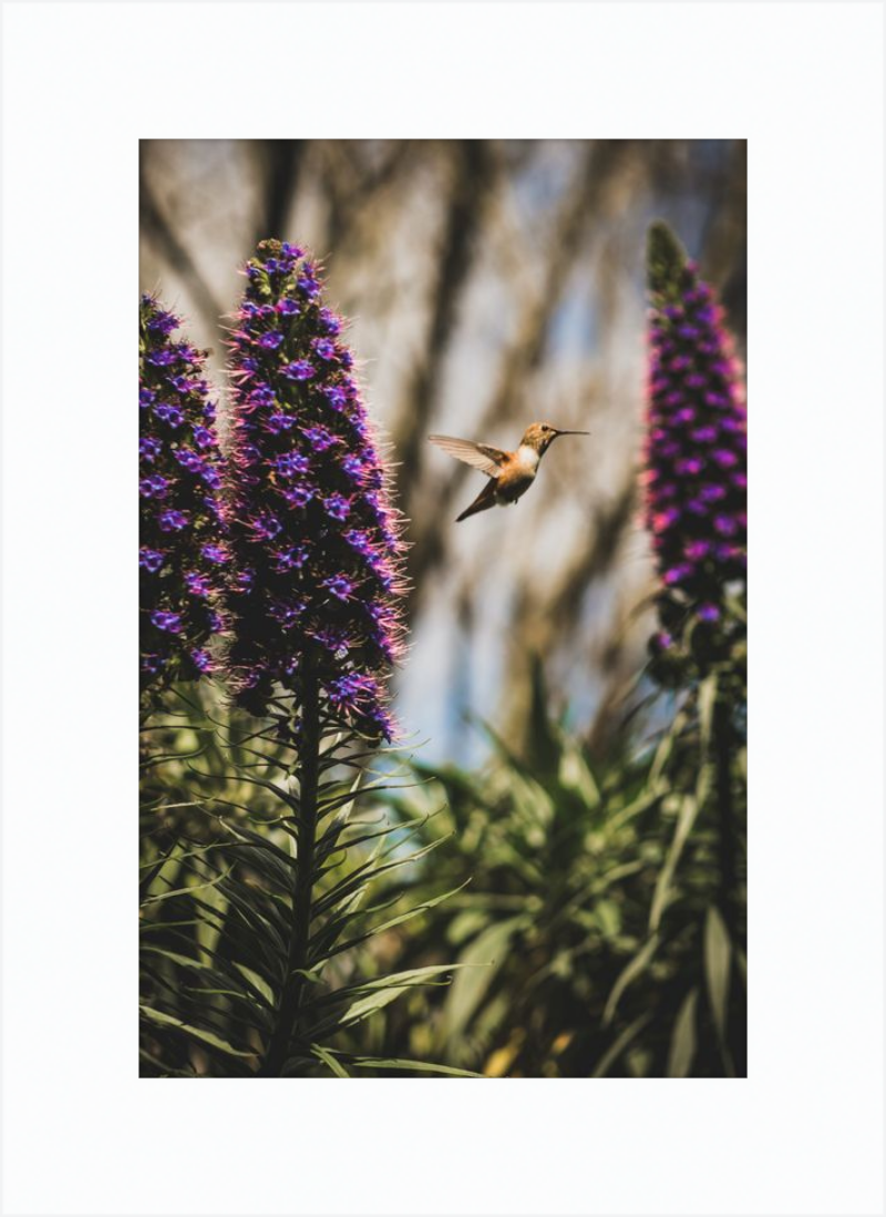 Hummingbird in the Secret Garden