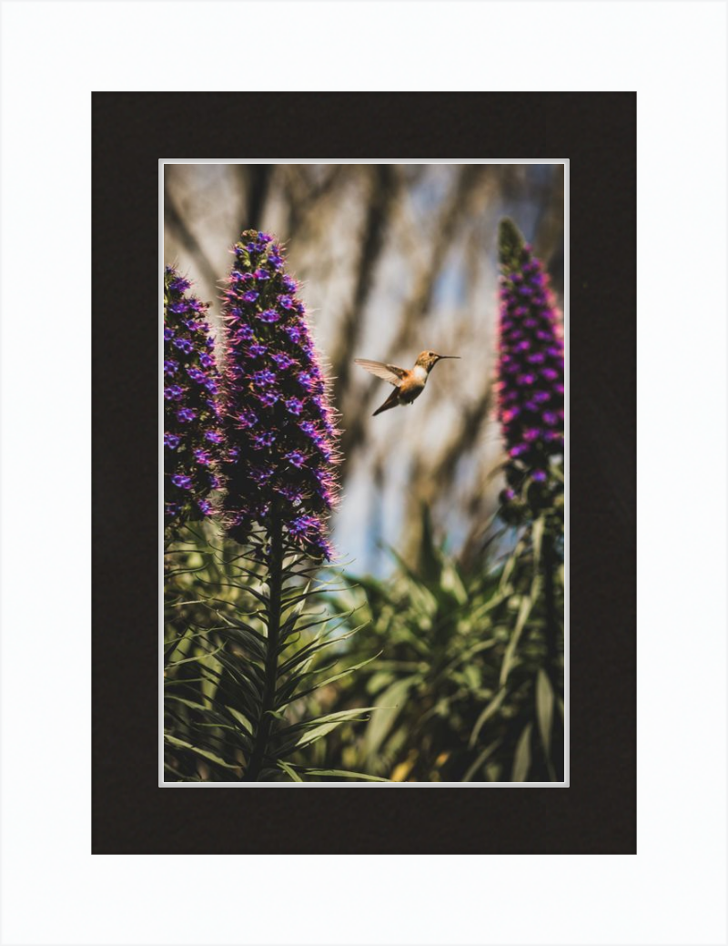 Hummingbird in the Secret Garden